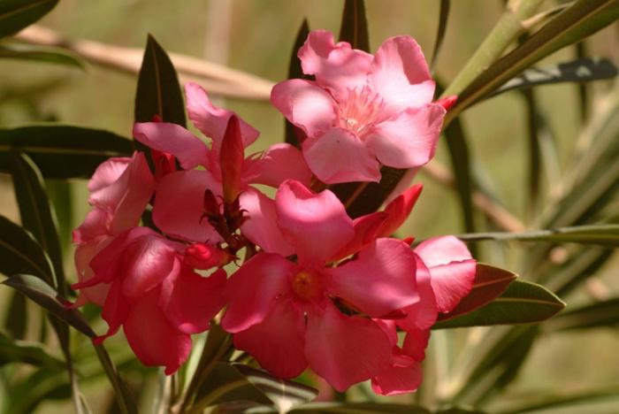 Fiore di oleandro interno