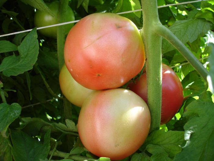Pomodori a crescita ridotta Apparentemente invisibili