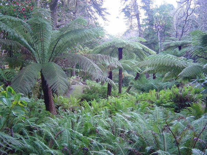 Fern garden: lussuoso 