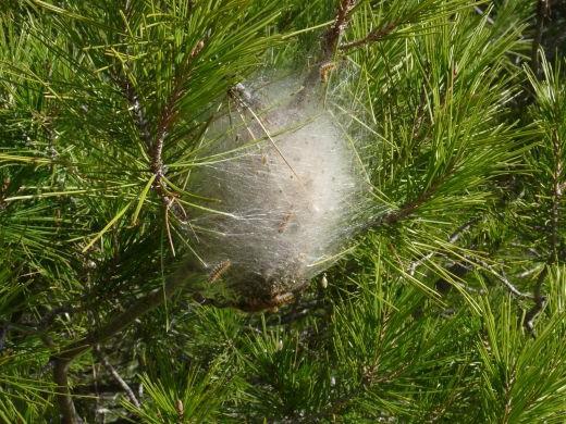 Perché c'erano bruchi sul pino? Come affrontare un parassita?