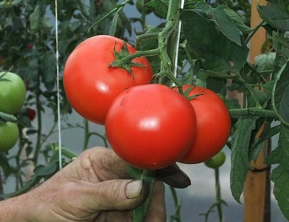 Fertilizzare pomodori con lievito: recensioni di giardinieri