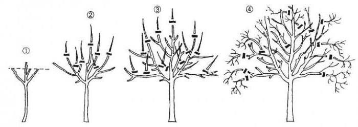 schema di pere di potatura in primavera