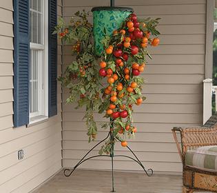 Un albero di pomodoro è un mito o una realtà?