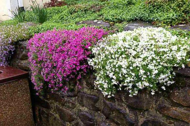 top dressing di phlox in primavera