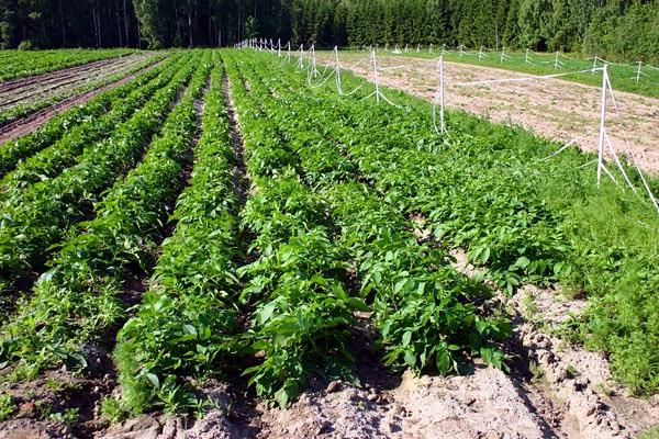 Piantare patate con la tecnologia olandese. Regole di base