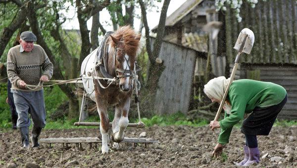 piantagione di patate in Siberia