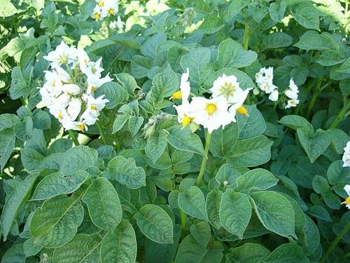 Piantare patate in Siberia. Tempi, metodi, fertilizzanti necessari