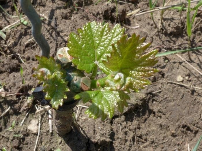 piantagione di uve con piantine in primavera