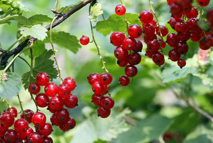 tempo di piantagione di ribes rosso