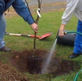 Lavori sulla trama: come piantare un melo in primavera