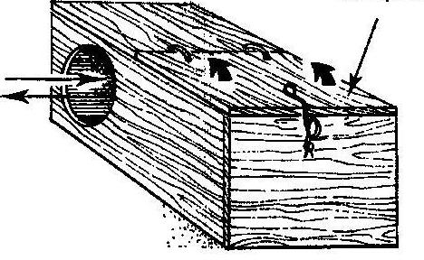 dimensioni della cellula regina per i disegni di conigli