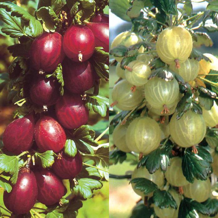 Nomi di piante da giardino e frutti di queste piante 