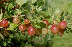 Segreti del giardinaggio: piantare uva spina in autunno