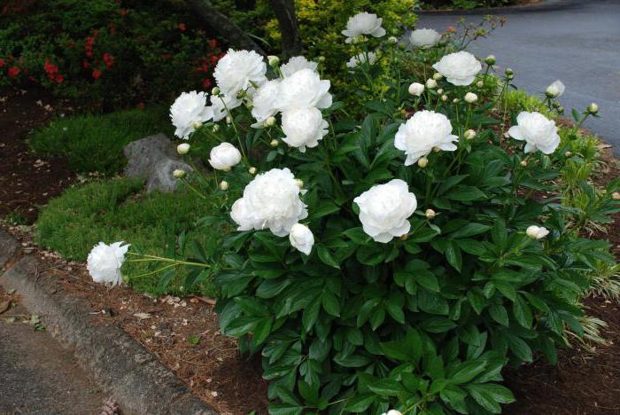 Grade Duchesse de Nemours - peonia nel giardino russo