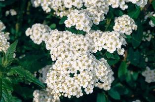 Spirea Nippon semina e cura