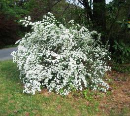 foto di spirea nipponica