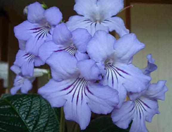 fiori di streptocarpus