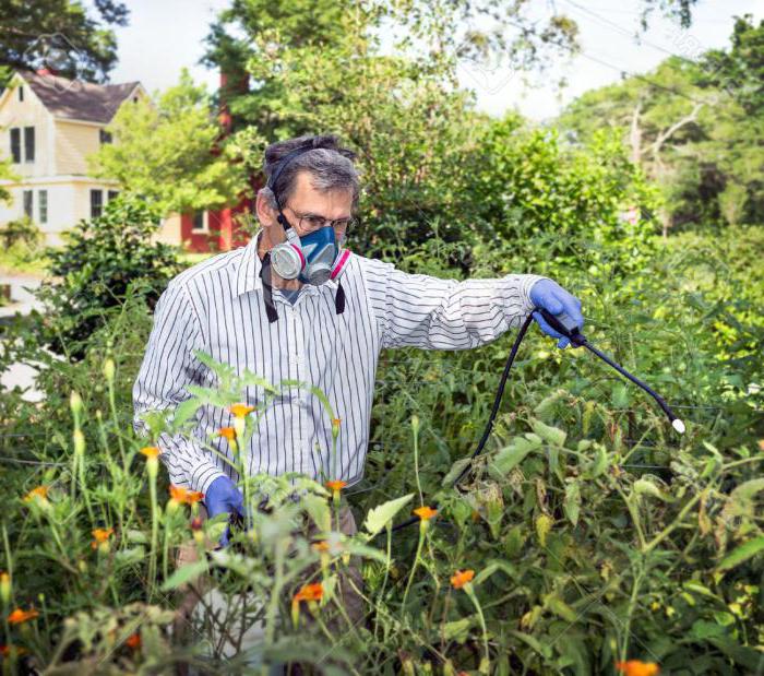 Trattamento trichopol con phytophthora