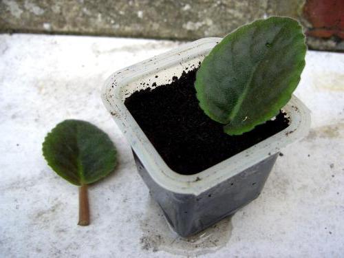 Rooting una foglia viola nel terreno