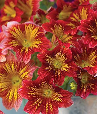 Salpiglossis (cresce dai semi)