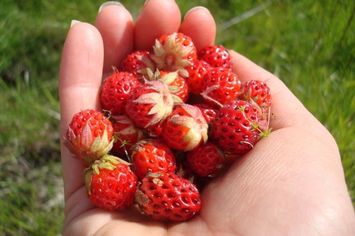 Giacimento della fragola - e una festa e medicina