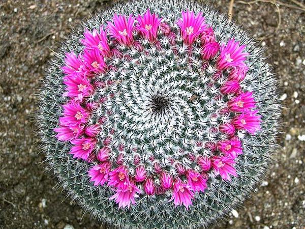 I residenti dei deserti sono cactus amanti del calore. Assistenza domiciliare