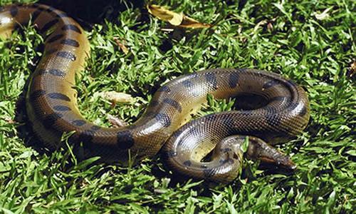 Perché un serpente sogna di mordere o di voler correre?