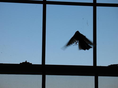 L'uccello è volato nella finestra: un buon segno o un brutto segno?