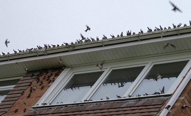 La cinciallegra volò sul balcone