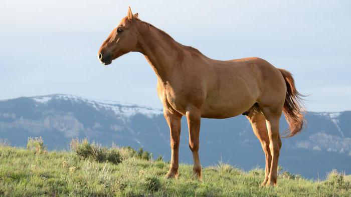 cosa sogna la mandria di cavalli in corsa