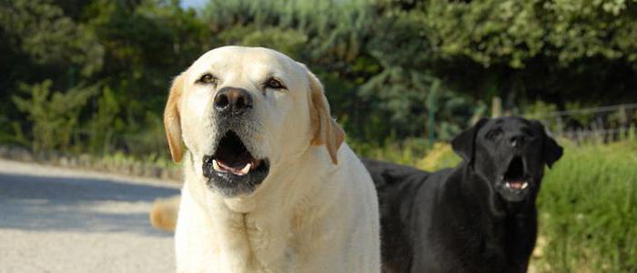 Interpretazione del sogno: abbaiare un cane - Interpretazione di un sogno