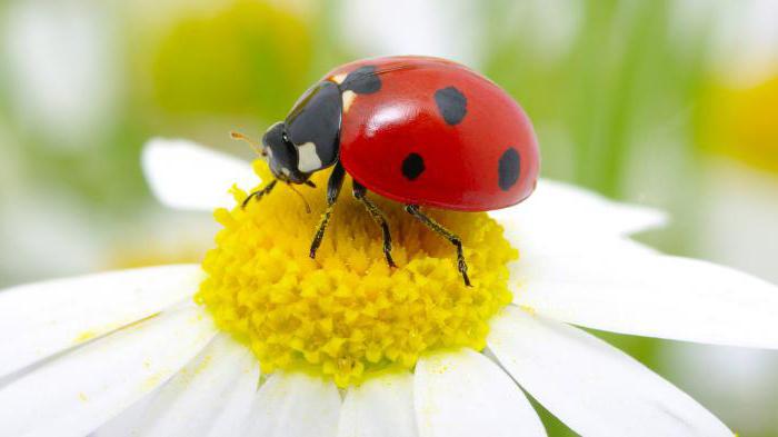 la coccinella del segno è sparita