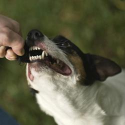 Un cane morso in un sogno - a cosa serve?