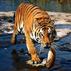 Diamo un'occhiata al libro dei sogni: cosa sogna una tigre?