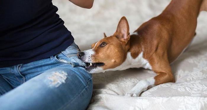 amuleto per il cane 