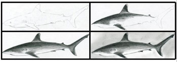 Come disegnare uno squalo: master classes per diverse età