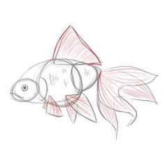 Come disegnare un pesce rosso a tappe