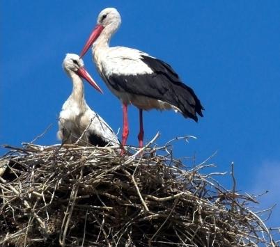 Una cicogna bianca - un uccello della felicità