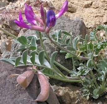 erba astragalus della vita