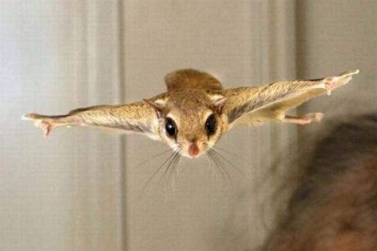 Squirrel Flying Fly Foto