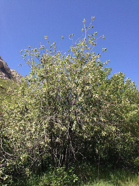 Bird cherry vergine e in ritardo