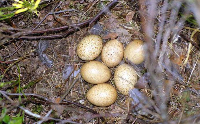 Gallo cedrone vulgaris: descrizione, foto