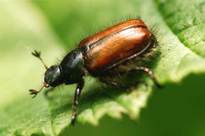 cosa mangiano i coleotteri?