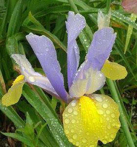 iris bulbosa