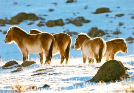 ragioni per il forte clima continentale della Mongolia