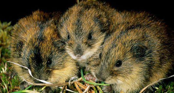 Lemming: descrizione, stile di vita. Dove vive il lemming in natura?