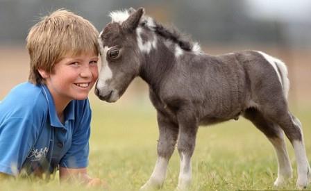 Cavalli pony - animali piccoli ma resistenti