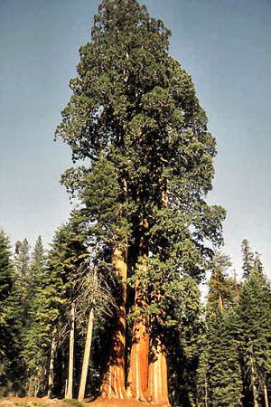 altezza massima della sequoia sempreverde in metri