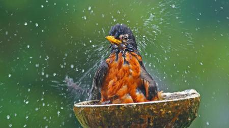 Robin è un uccello della primavera