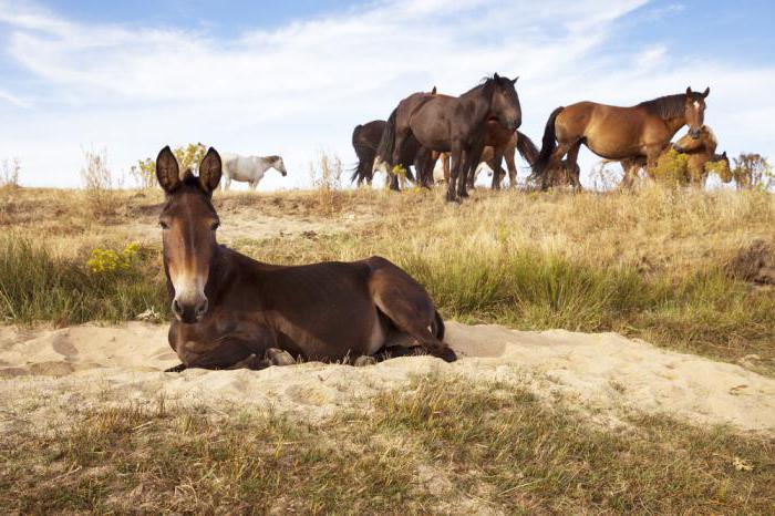 mulo cavallo ibrido e asino